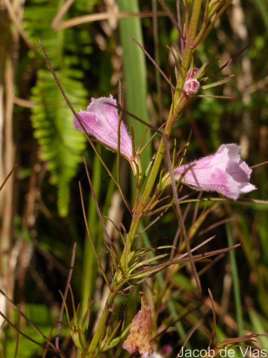 Parasopubia delphiniifolia (L.) H.-P.Hofm. & Eb.Fisch.